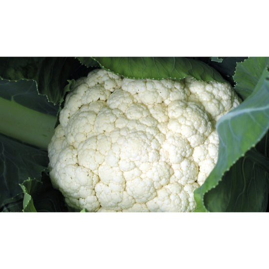 Image Title CAULIFLOWER; Alpha